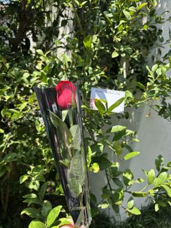 Single Stem Premium Roses