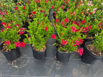 DIPLODENIA 3GALLONS
