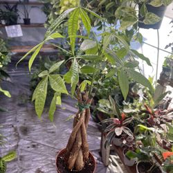 4” Money Tree