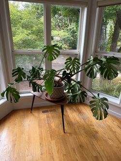 Large Monstera Deliciosa Live Plant