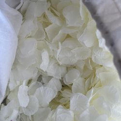 Flower Petals