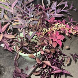 Tradescantia ( Wandering Dude) Purple And Zebra 