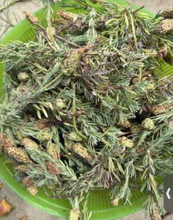 Lavender for free.. pick up at curb