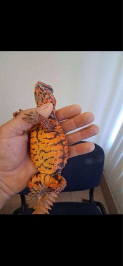 Red uromastyx enclosure