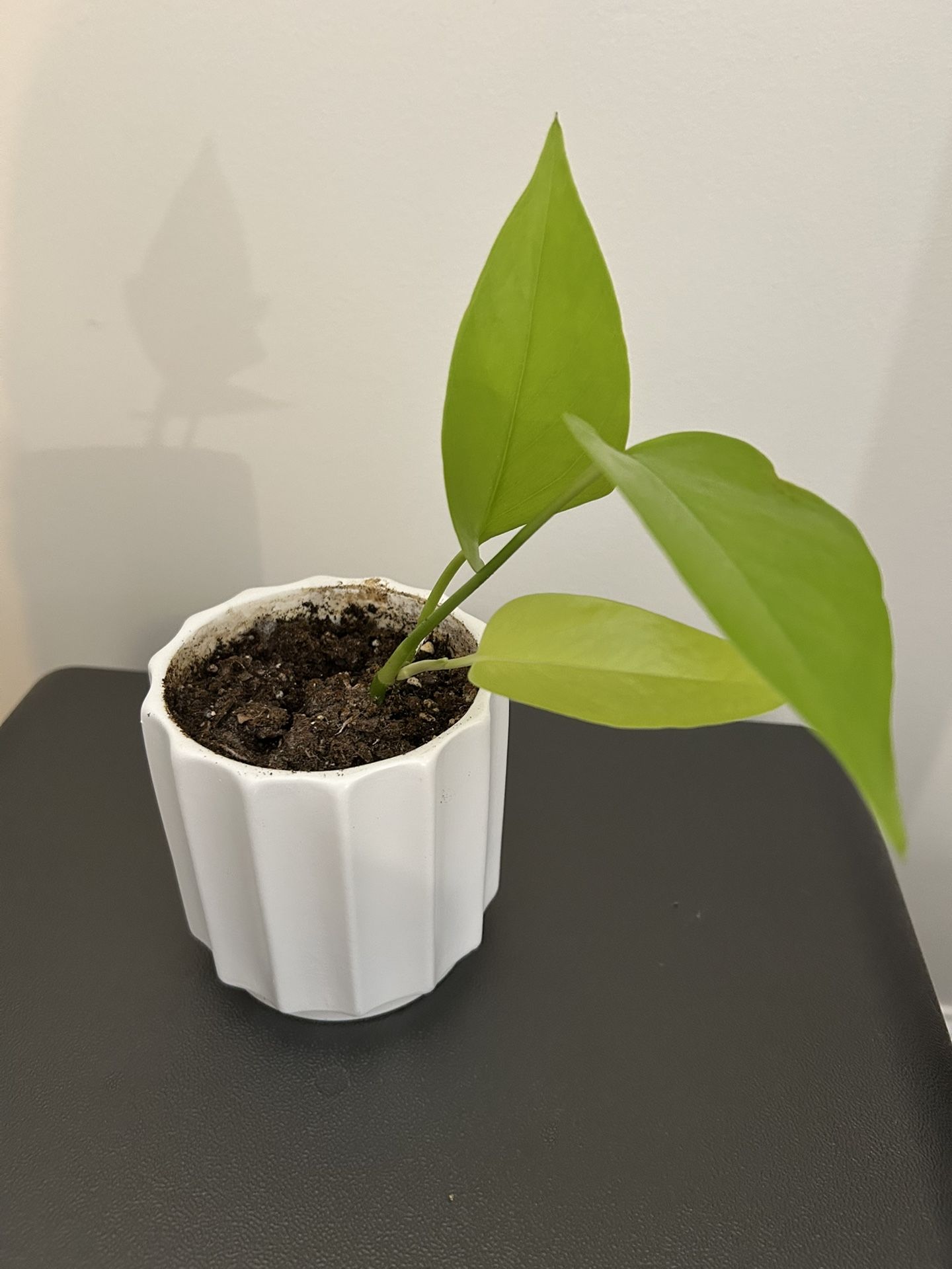 Neon Pothos House Plant 