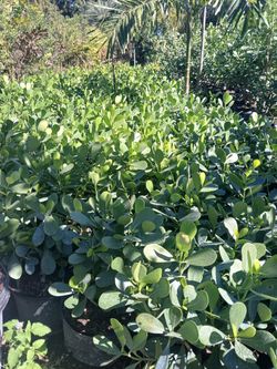 Clusia Hedges 3ft🏡$13