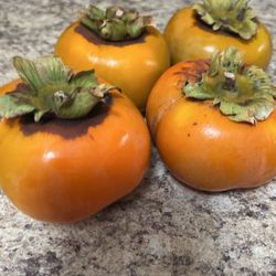 Persimmon