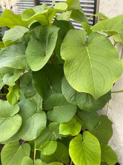 Yerbasanta