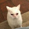 Dee