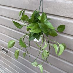 4” jade pothos full and trailing