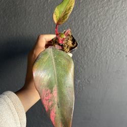 Variegated Philodendron Strawberry Shake 