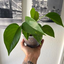 Golden Pothos