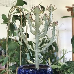 Euphorbia Lactea | White Ghost Cactus | Variegated Dragon Bones Succulent Plant