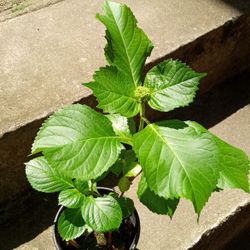 Hydrangea Plant