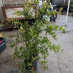Pomegranate