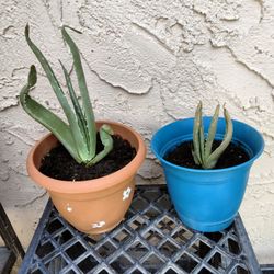 Aloe Vera Plants - Plantas de Sábila ( Set of Two)