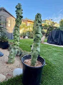 Totem pole cactus