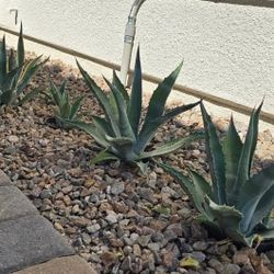 Agave Americana Pups