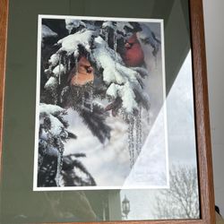 Christmas Picture with Cardinals In Winter Scenery.