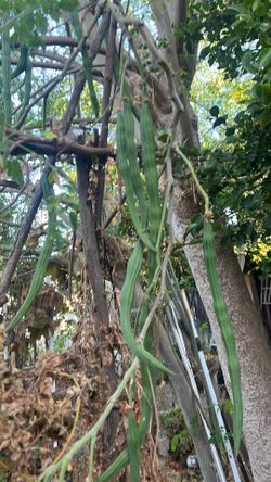 Moringa drumsticks