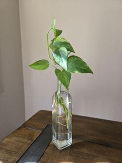 Live Plant Neon Pothos