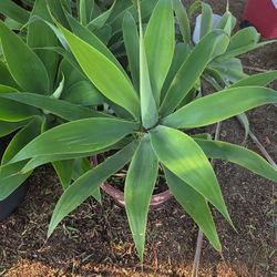 Desert Plants