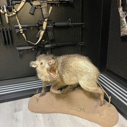 Taxidermy Javelina 