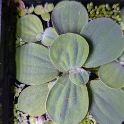 Aquarium Plants $2