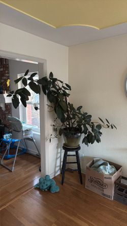 Giant Indoor House Plant OBO