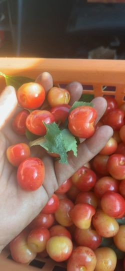 Yellow cherries