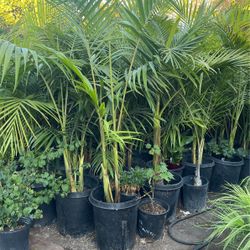 Beautiful King Palm $78 Each