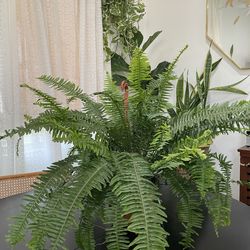 Fern Plant