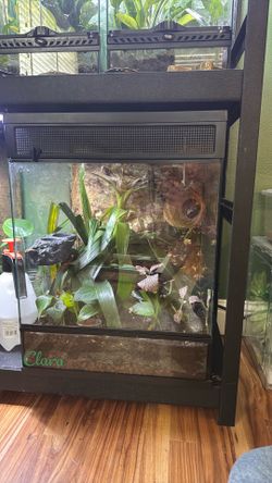 Bioactive Crested Gecko Enclosure