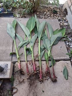 Red Canna Plants / Coyoles Rojos