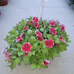 Petunias Beautiful And Healthy HANGING BASKETS PLANTS ARRIVED. $14 each