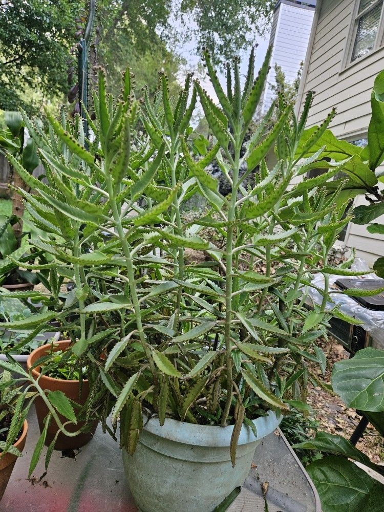 Mother Of Thousands Plant