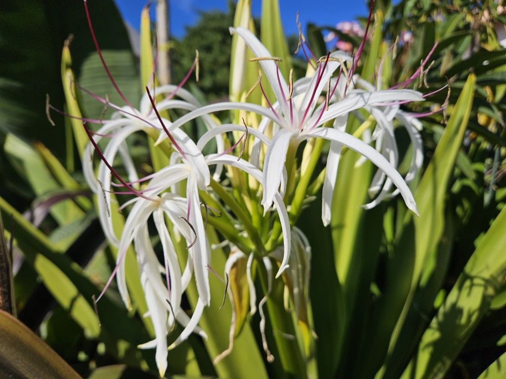 Hawaiian Spider Lily, Start at $5