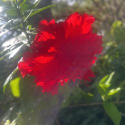Triple Petal Red Hibiscus