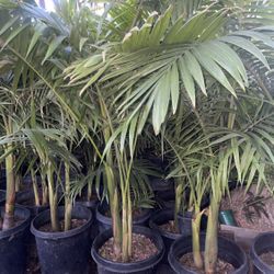 King Palm $70 each 