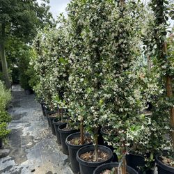 Star Jasmine Vine 15gal 