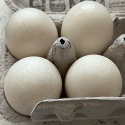 Fertilized Duck Eggs: Purebred Buff Or Buff/pekin Hybrid