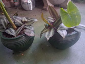 Giant elephant ear purple striped wandering jew plant indoors outdoor plants