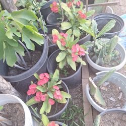 Corona De Cristo A  8 Cada Una 