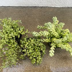 Succulent Plants
