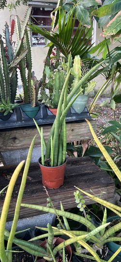 Cylindrical plant yes available rare