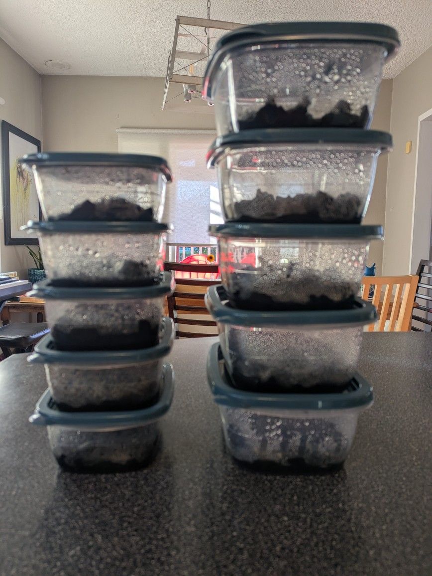 Springtail Cultures Bioreactive Terrarium Clean Up Crew