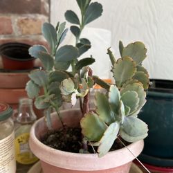 Kalanchoe Lavender Scallops Succulent 