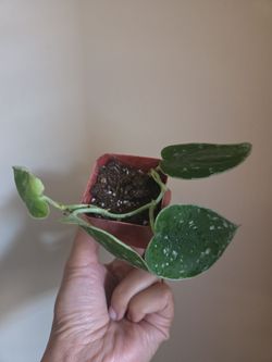 Plant