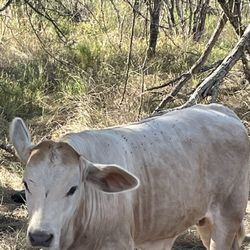 Bull Calf , Charbra 