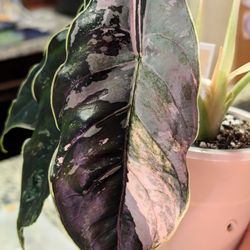 Alocasia azlanii pink Corm For Sale